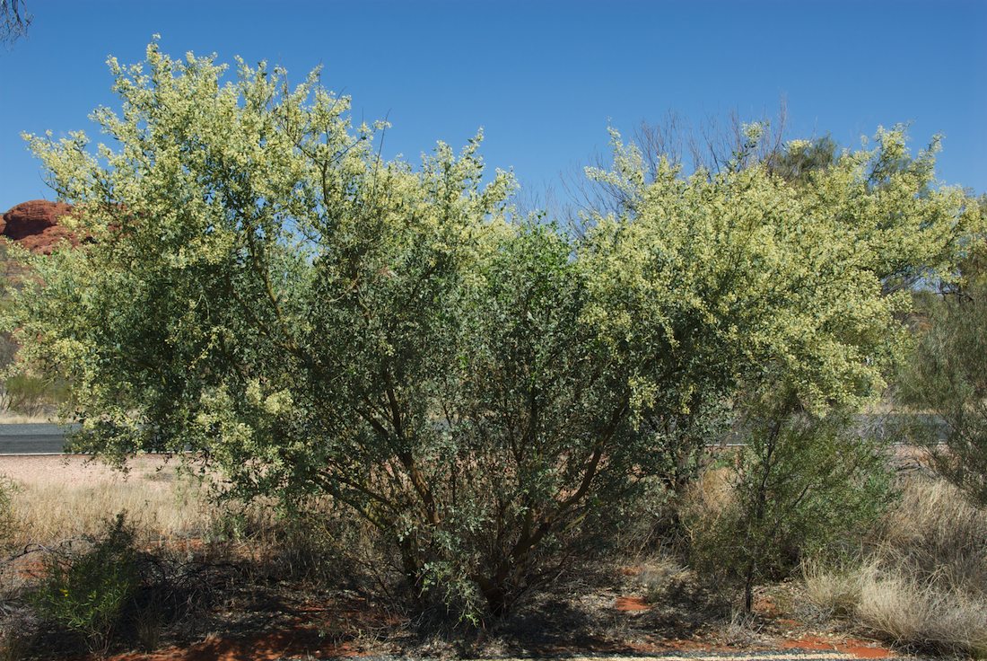 Fabaceae Acacia victoriae