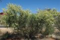 image of Acacia victoriae