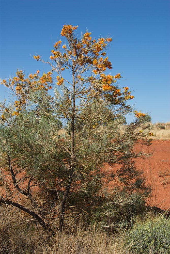 Proteaceae Grevillea juncifolia