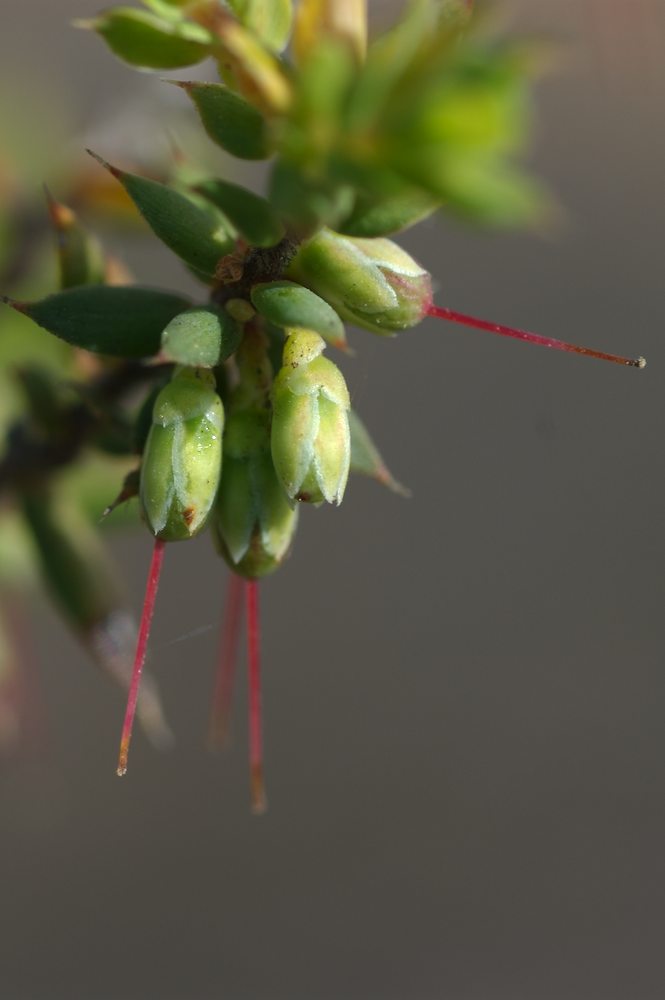 Ericaceae Leucopogon fletcheri