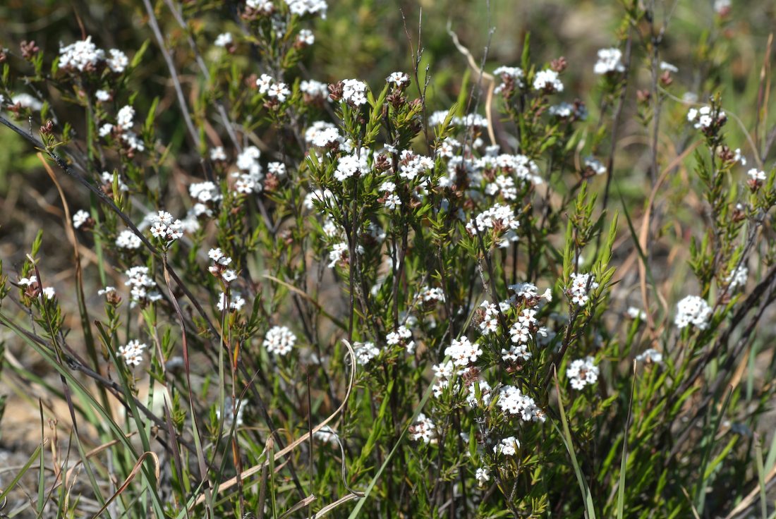 Ericaceae Leucopogon virgatus