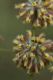 image of Lomandra multiflora