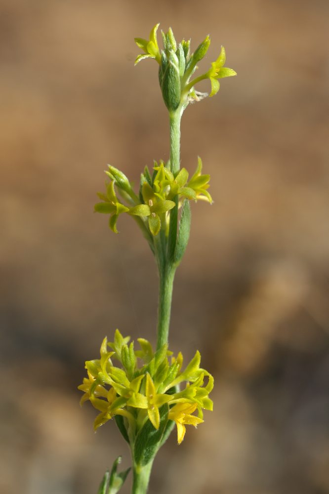 Thymelaeaceae Pimelea curviflora