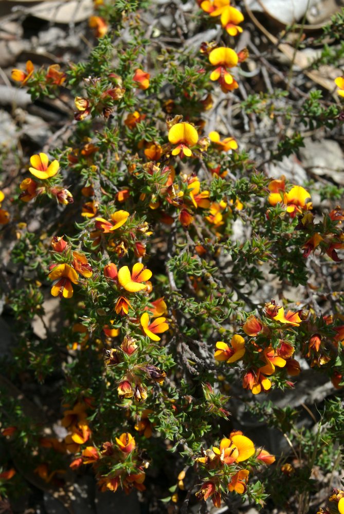 Fabaceae Pultenaea procumbens