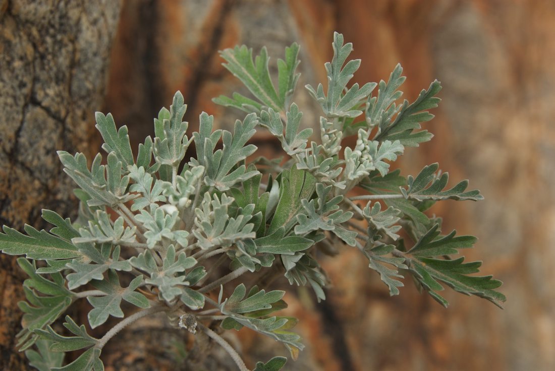 Apiaceae Actinotus schwarzii