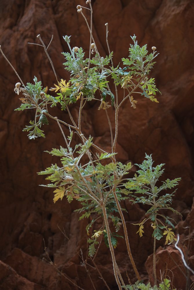 Apiaceae Actinotus schwarzii