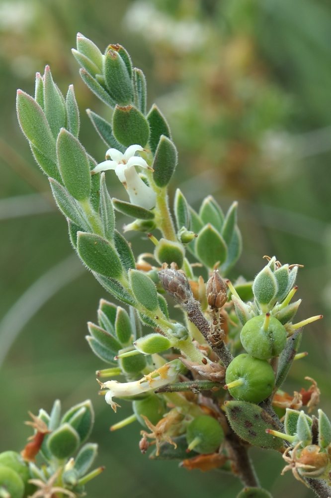 Ericaceae Brachyloma daphnoides