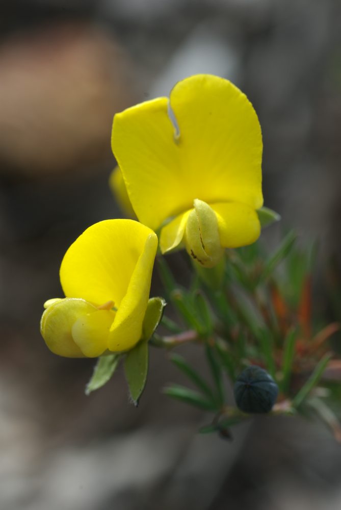 Fabaceae Gompholobium huegelii
