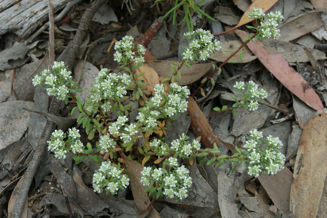 Phyllanthaceae Poranthera microphylla