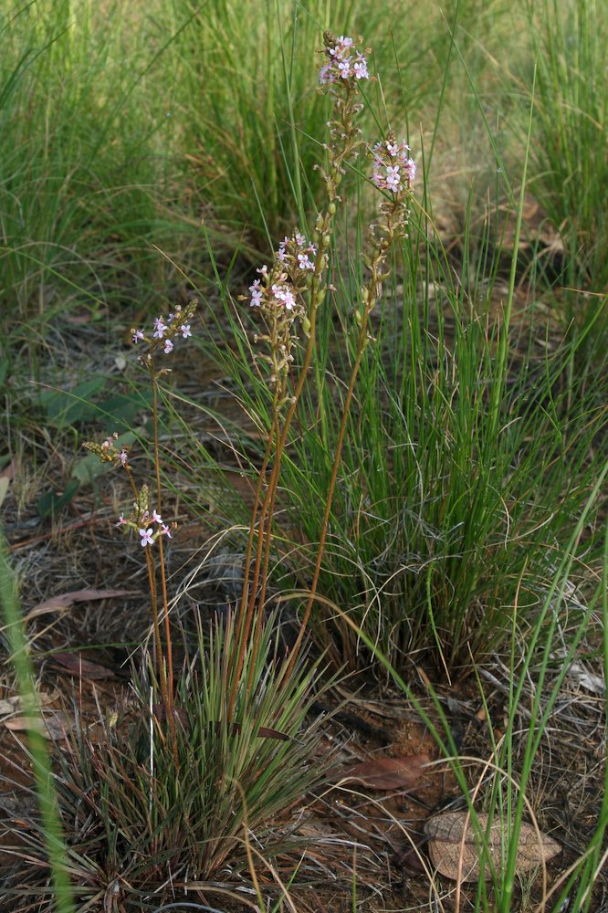 Stylidiaceae Stylidium graminifolium