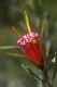 image of Lambertia formosa
