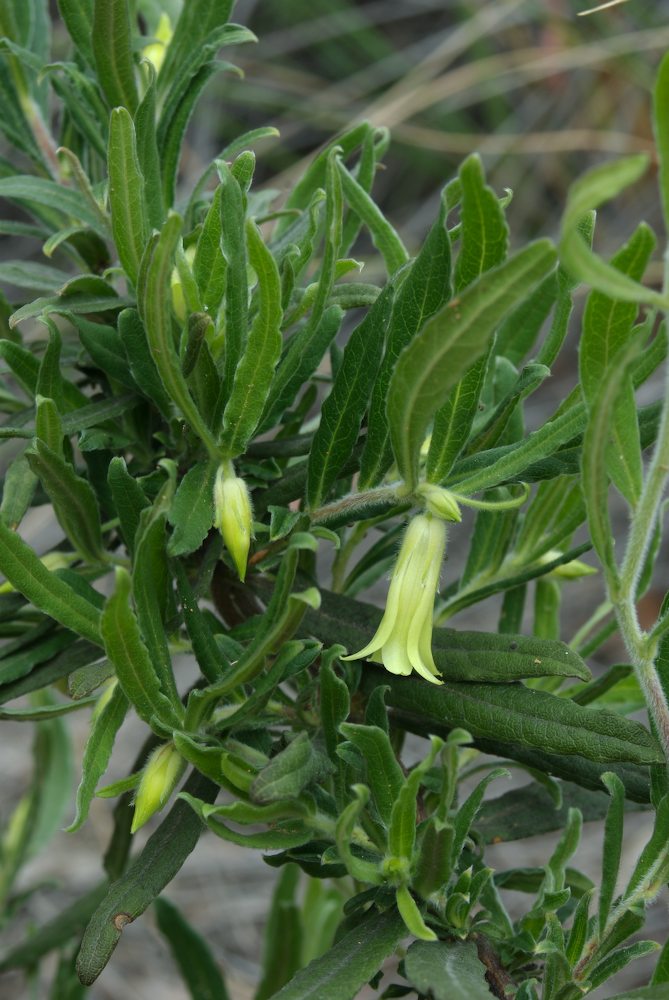 Pittosporaceae Billardiera scandens