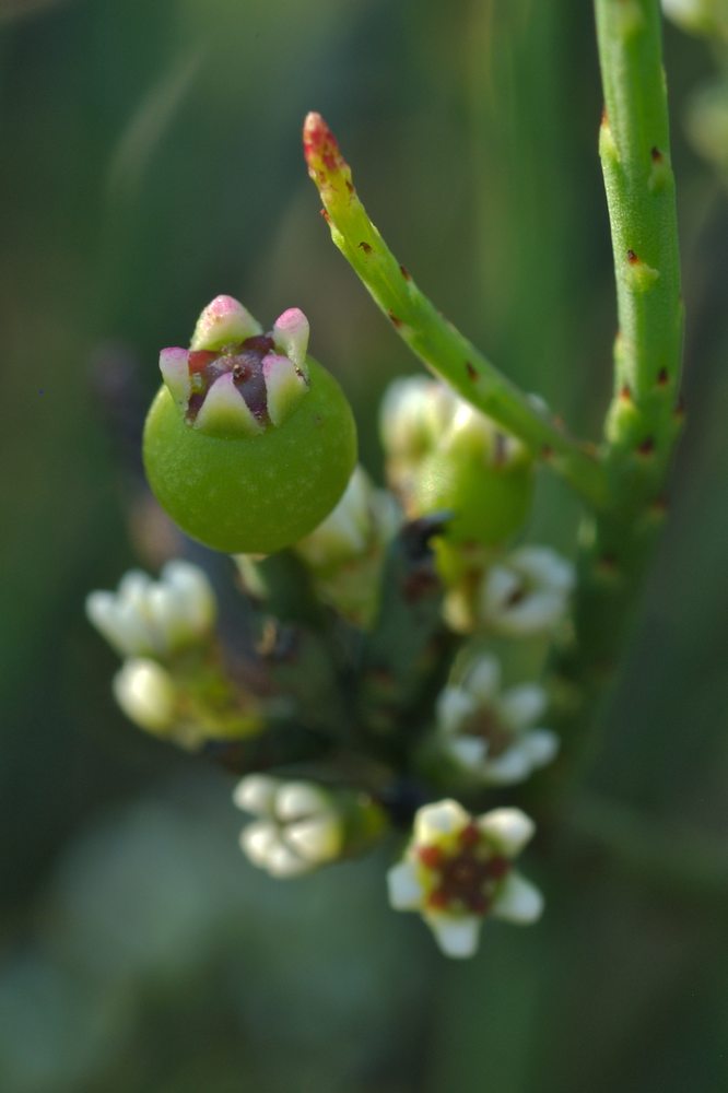 Amphorogynaceae Choretrum pauciflorum
