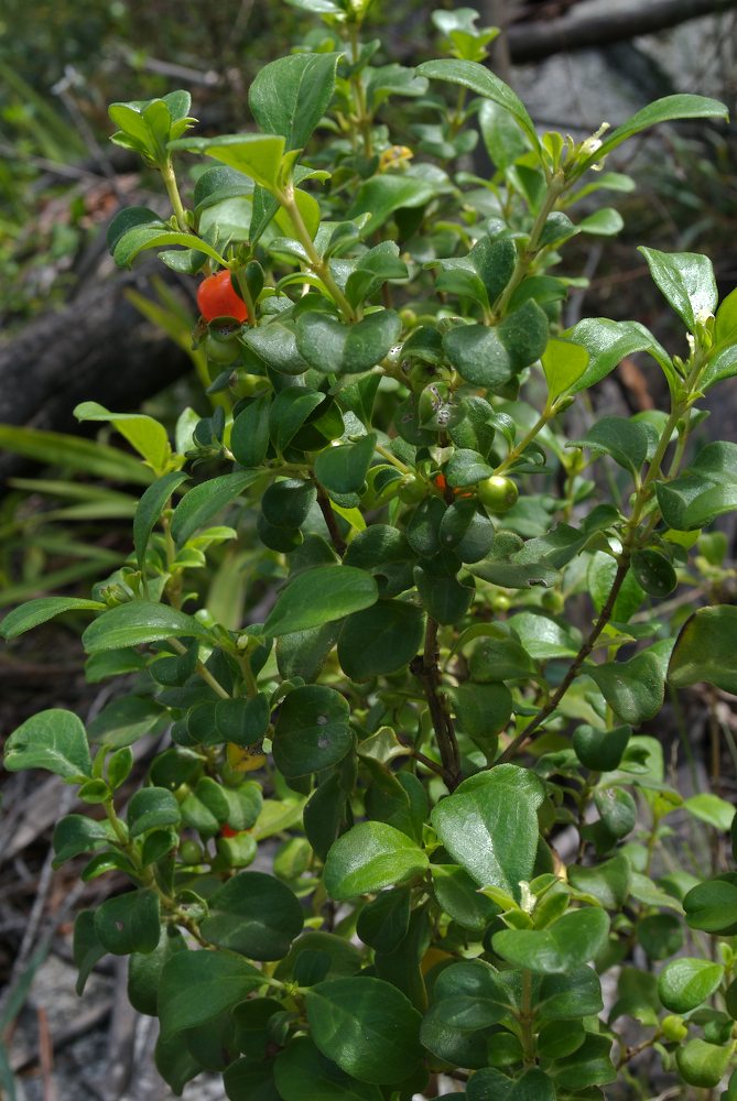 Rubiaceae Coprosma hirtella