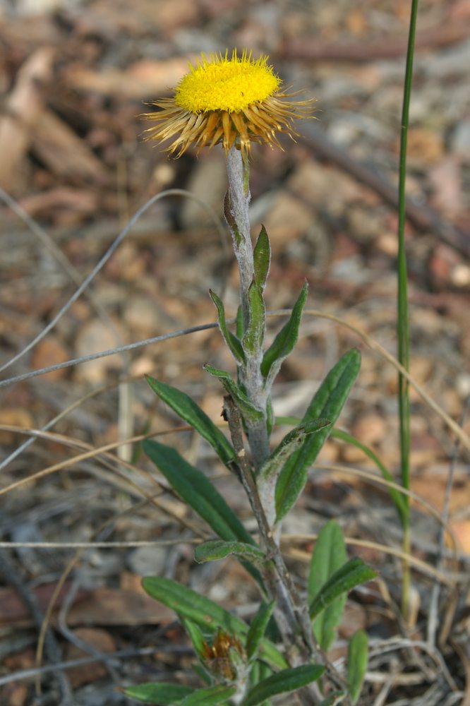 Asteraceae Helichrysum collinum