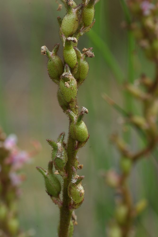 Stylidiaceae Stylidium graminifolium