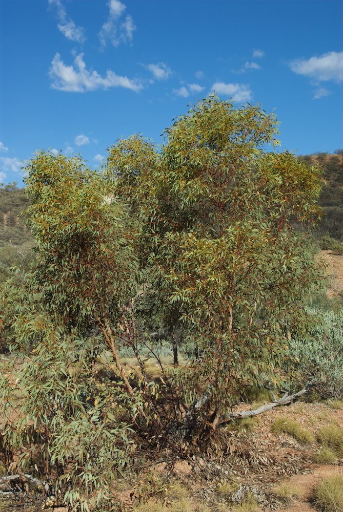Myrtaceae Eucalyptus socialis