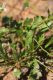 image of Goodenia pusilliflora