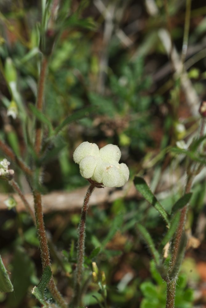 Araliaceae Trachymene ornata