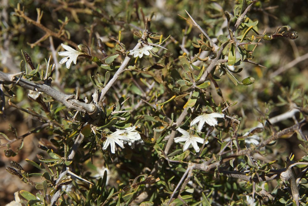 Goodeniaceae Scaevola spinescens