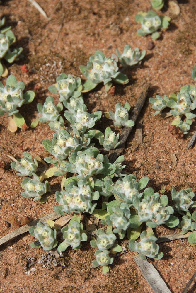 Asteraceae Actinobole uliginosum