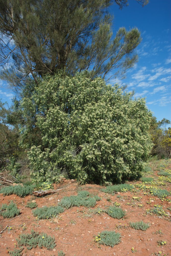 Rutaceae Geijera parviflora