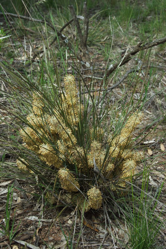 Asparagaceae Lomandra multiflora