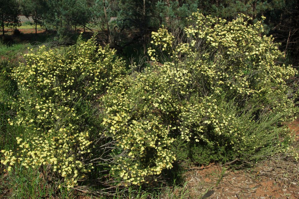Rutaceae Phebalium obcordatum