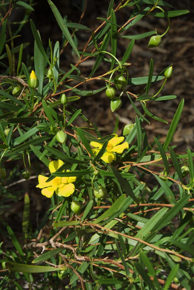 Dilleniaceae Hibbertia glaberrima
