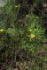 image of Hibbertia glaberrima