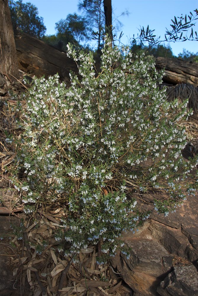 Violaceae Hybanthus floribundus