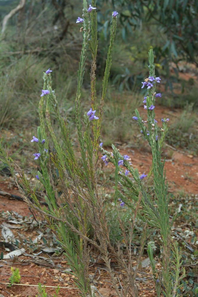 Lamiaceae Chloanthes parviflora