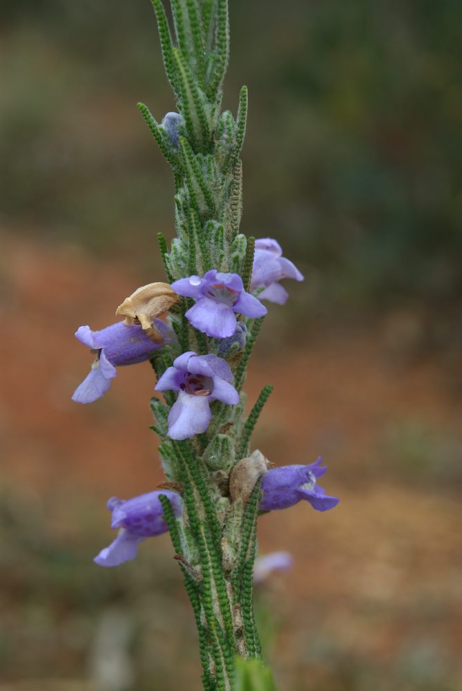 Lamiaceae Chloanthes parviflora
