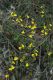 image of Goodenia bellidifolia