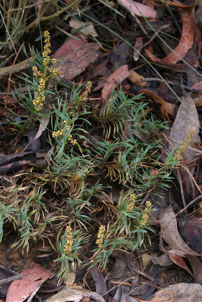 Asparagaceae Lomandra obliqua