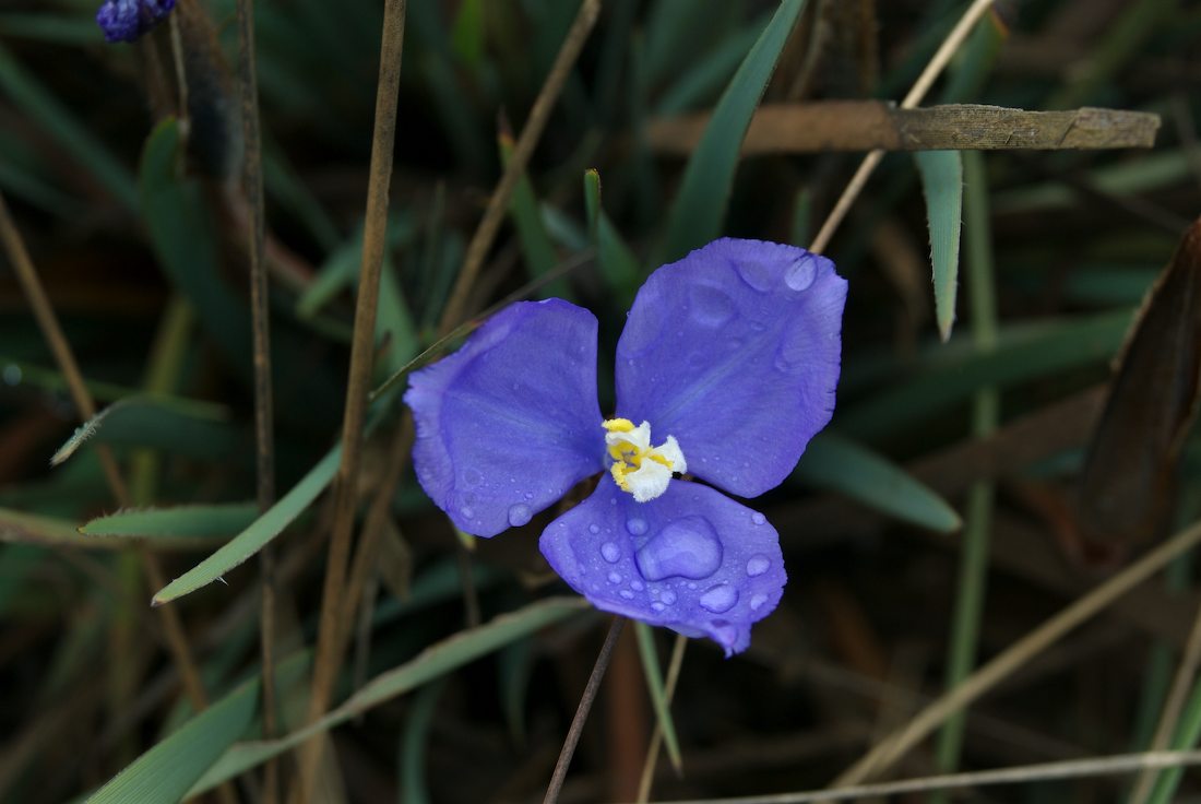 Iridaceae Patersonia sericea