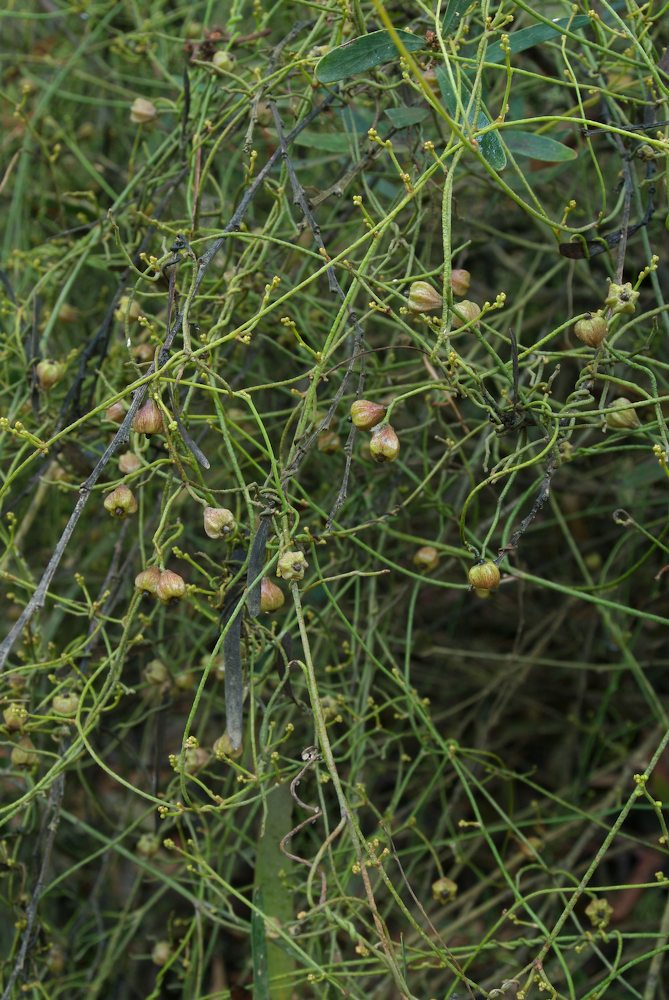 Lauraceae Cassytha pubescens