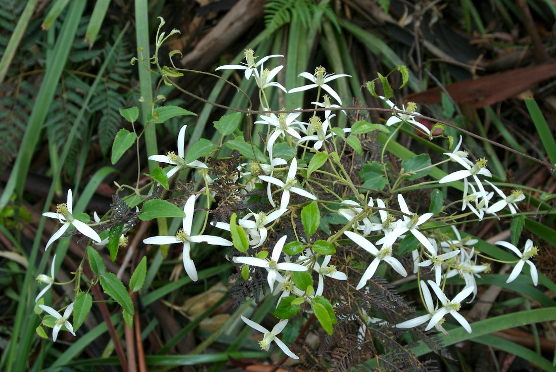 Ranunculaceae Clematis aristata