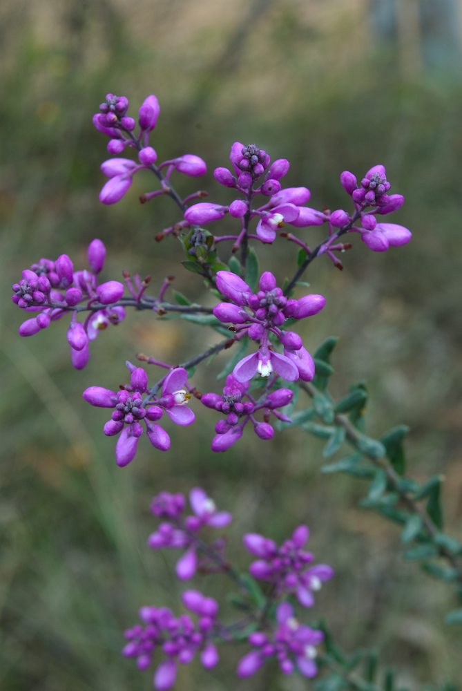 Polygalaceae Comesperma ericinum
