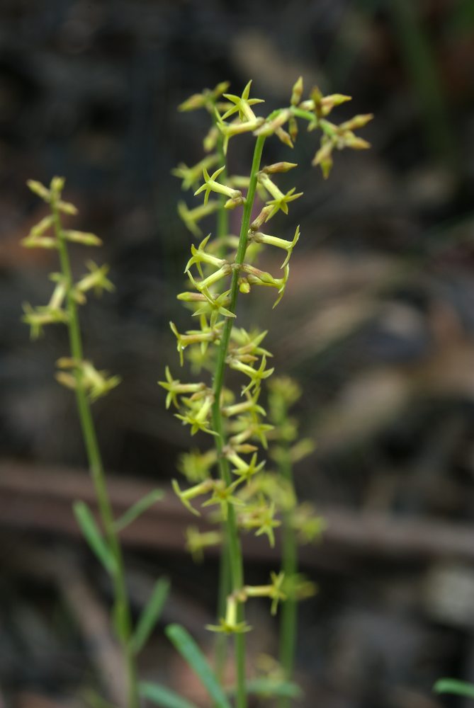Celastraceae Stackhousia viminea
