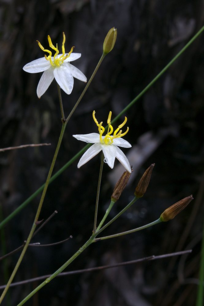 Asphodelaceae Thelionema caespitosum