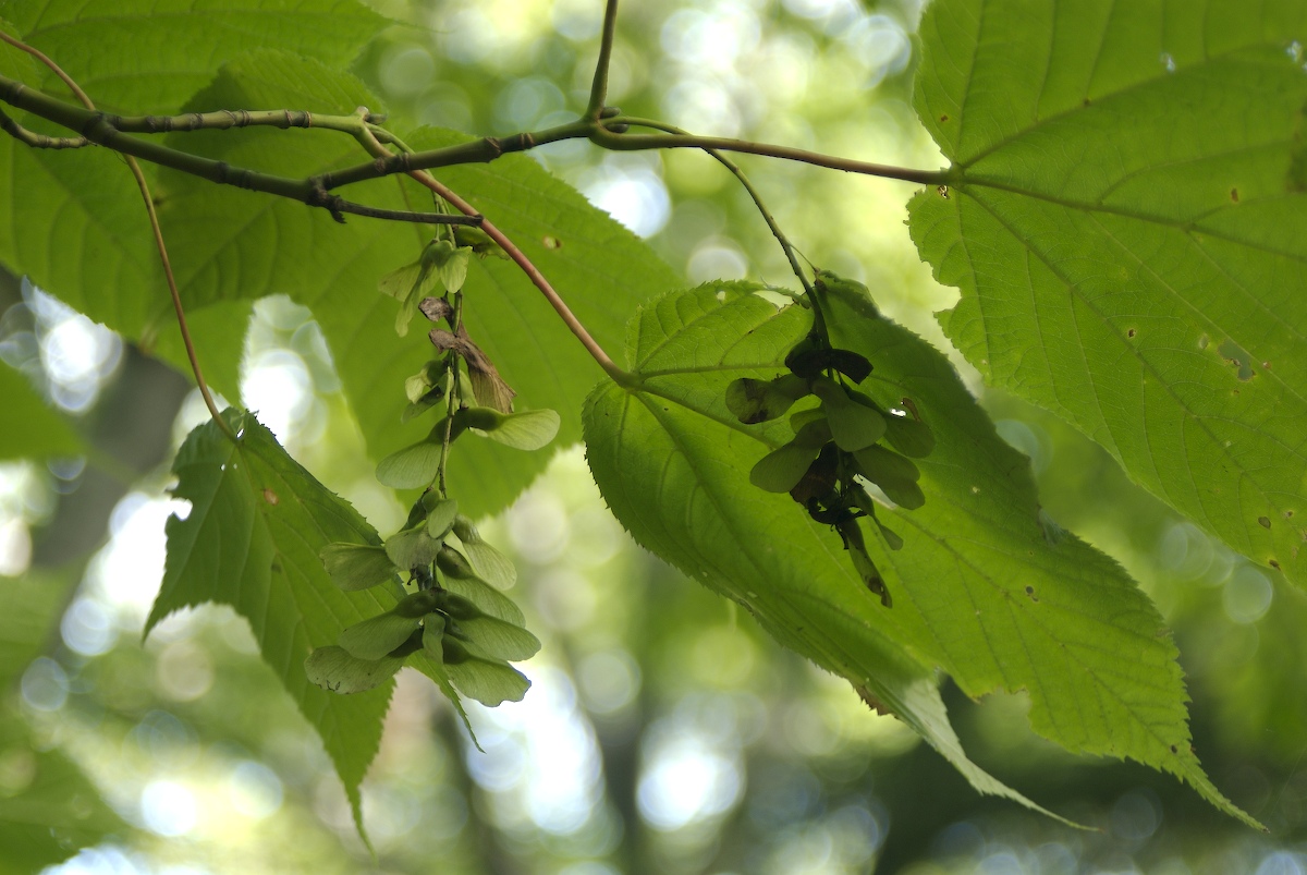 Aceraceae Acer pensylvanicum