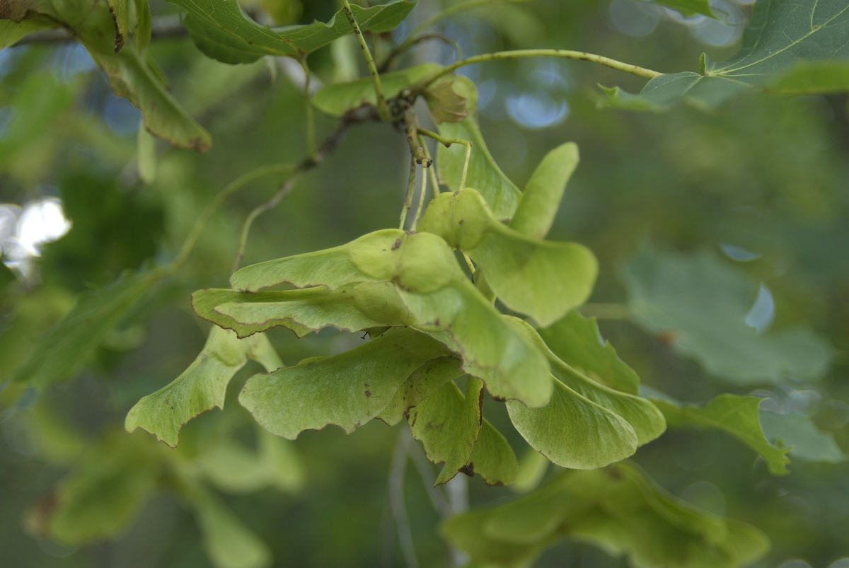 Aceraceae Acer platanoides