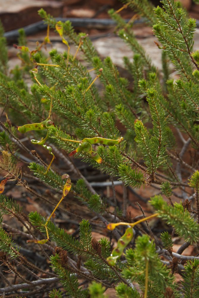 Fabaceae Acacia spondyophylla