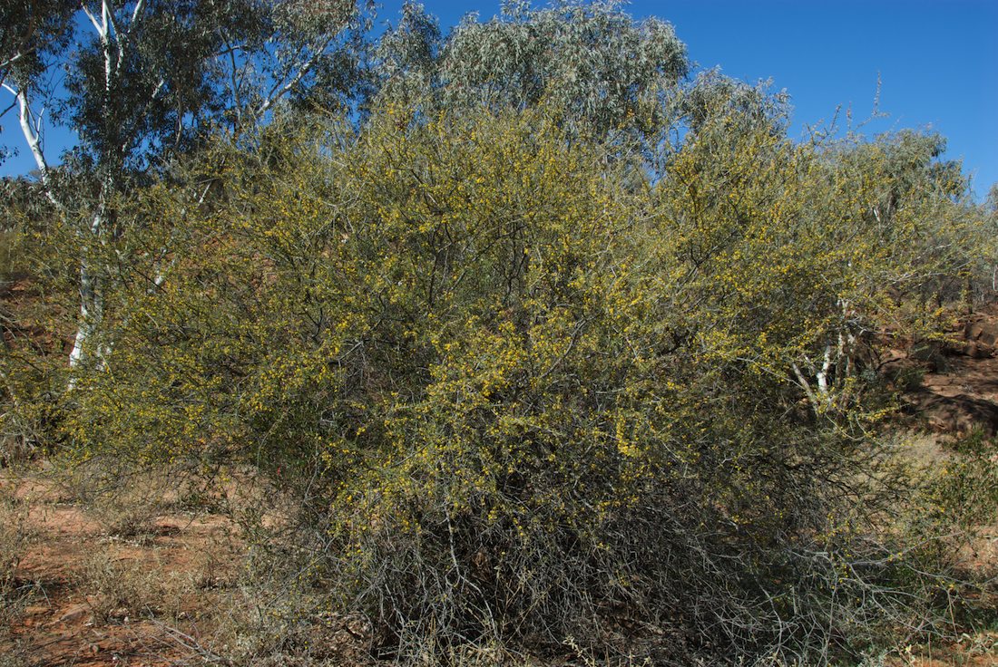 Fabaceae Acacia tetragonophylla