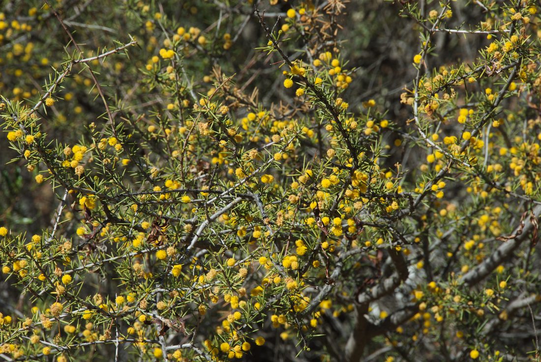 Fabaceae Acacia tetragonophylla