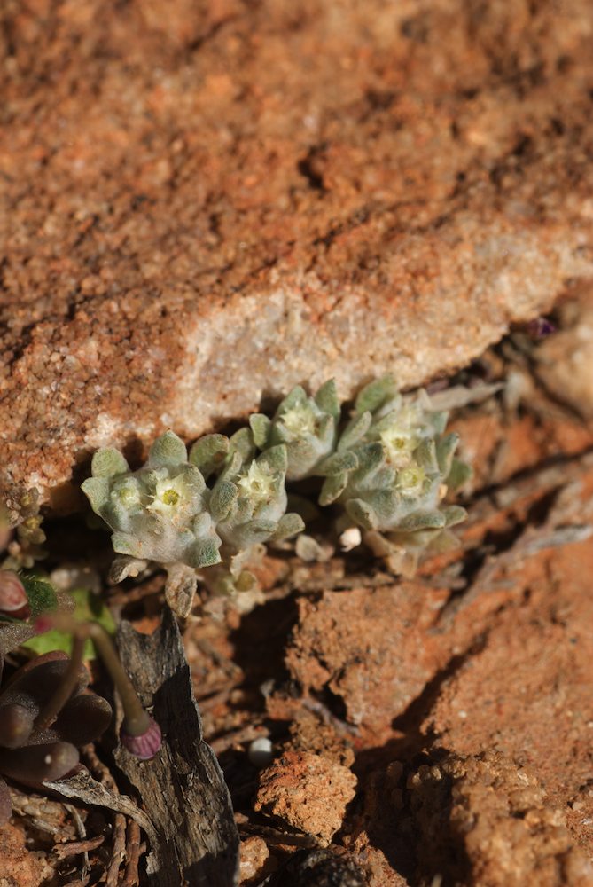 Asteraceae Actinobole uglinosum