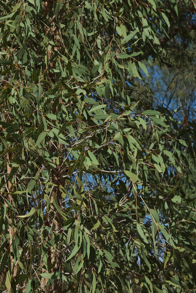 Myrtaceae Corymbia opaca