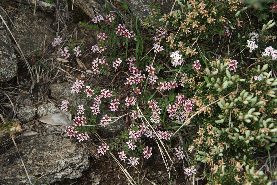 Thymelaeaceae Pimelea alpina