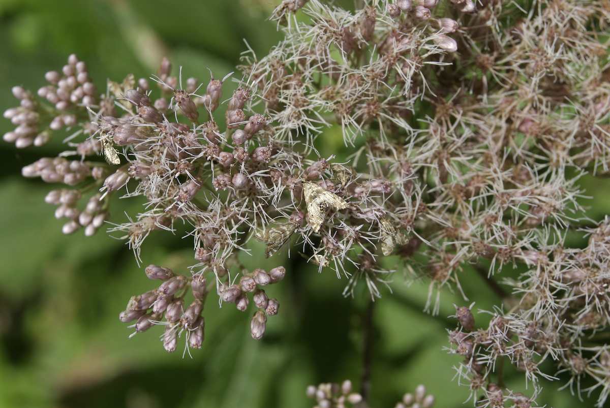 Asteraceae Eupatorium maculatum
